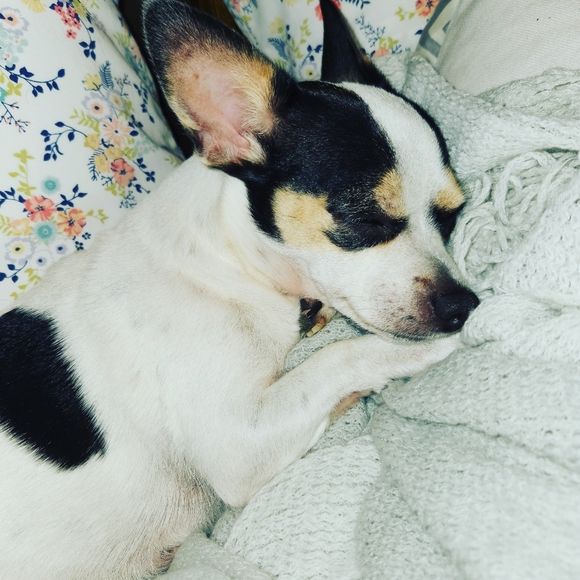 Meet your Posher, Brandie - Picture 2 of 3